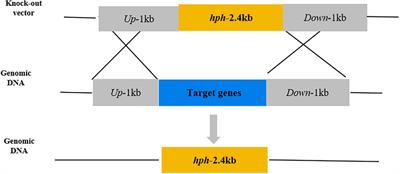 NADPH Oxidase Regulates the Growth and Pathogenicity of Penicillium expansum